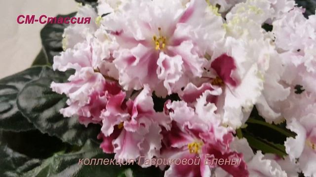 Фиалка СМ-Стассия смотреть онлайн