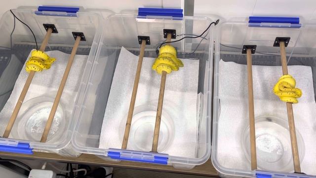 Green Tree Python Tub (Making A green Tree Python Tub/ Enclosure) смотреть онлайн