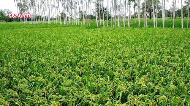 सवा 7501 धान की नई वैरायटी कम दिन में बंपर पैदावार/Sava 7501 Dhan Ki Jankari/Sava Smart Rice 7501
