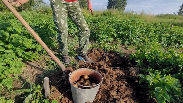 Копаем картошку КОЛОМБО. Урожай на 15 июля 2023. Готовим в тандыре молодую картошку с курицей. смотреть онлайн