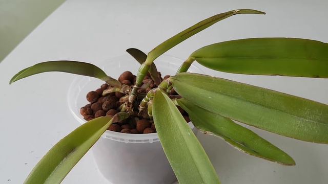 原生卡特兰 Cattleya maxima смотреть онлайн