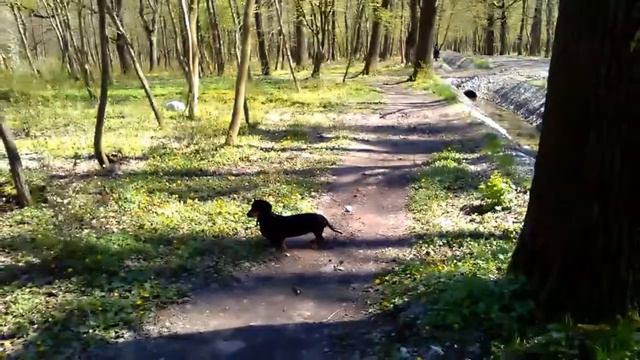 Майский Макс Ашманн парке. Прогулка продолжается. смотреть онлайн