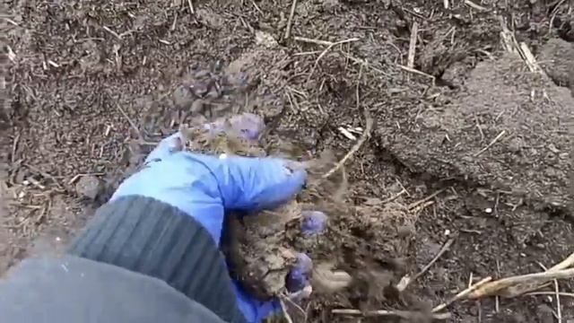 Лучший способ посадки ЛУКА/С 1 кг собираем 25 кг/Капусту сажаю под 5 литровые бутыли/ смотреть онлайн