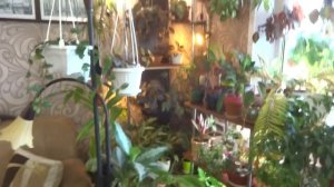 Цветы в моем доме. Комнатные растения. Краткое знакомство со мной и моим хобби.