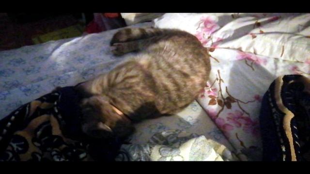 Кошка в норке? смотреть онлайн
