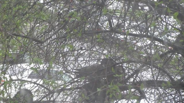 как горлицы высиживают птенцов новорожденные птенцы голубя смотреть онлайн