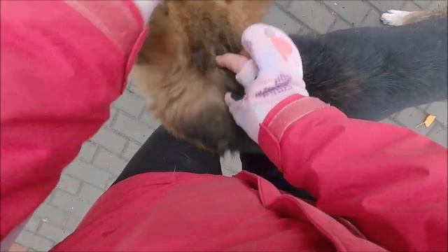 Жизнь без собак. Дарим дворняге любовь / Life without dogs. We give the mongrel love and affection смотреть онлайн