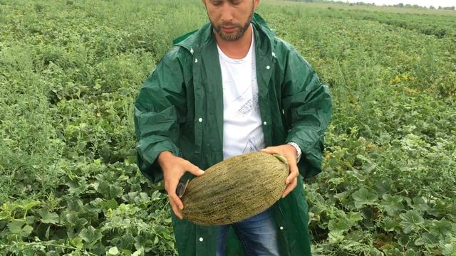 Гибрид дыни Хабалон сортотипа Пил Де Сапо от компании Энза Семена смотреть онлайн