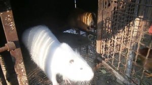 +18 Спаривание Нутрий!