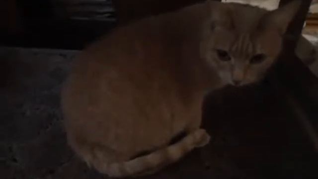 Как помыть кота за 2 секунды1.mp4 смотреть онлайн