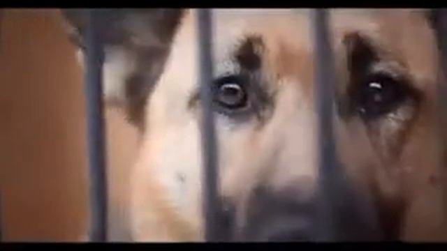 Бездомные псы по мотивам стихотворения Паши Броского! смотреть онлайн