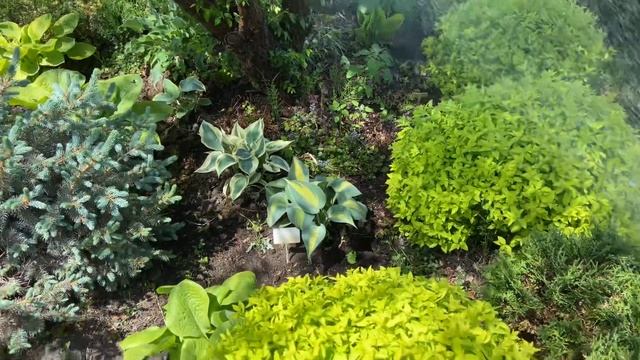 25 мая 2022 г. Сад хост в Бийске. Hosta Garden. Biysksadhost