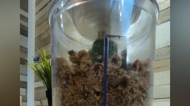 Обзор измельчителя Kitfort KT-1378. Делаем ореховую пасту из фундука. Полезно, вкусно и не дорого! смотреть онлайн