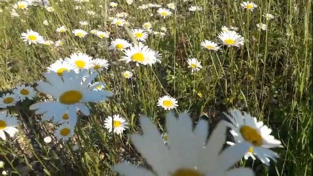 Почему дружба не состоялась? смотреть онлайн