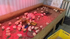 Вывод бройлера//Реализация//Перекладка в выводной