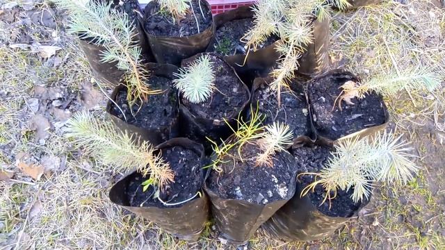 Пиния. Ожидание и реальность. Как не стоит хранить хвойные зимой. смотреть онлайн