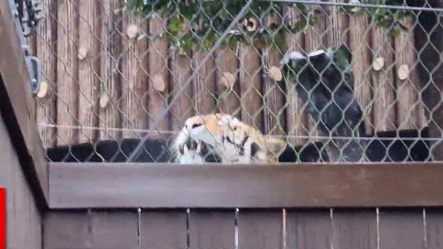 초강력 태풍 힌남노 북상에 호랑이들 이번 고비 넘기나 смотреть онлайн