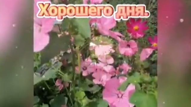 🌹 ХОРОШЕГО ТЕБЕ ДНЯ И ОТЛИЧНОГО НАСТРОЕНИЯ! КРАСИВОЕ ПОЖЕЛАНИЕ! ВИДЕО ОТКРЫТКА 🌹