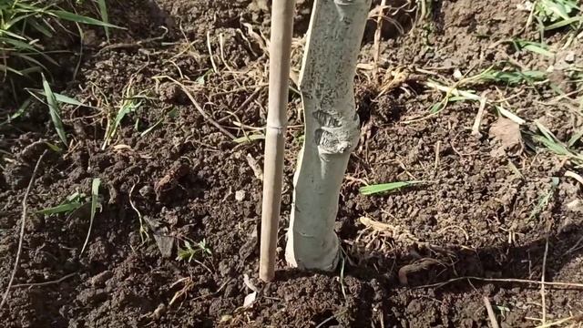 Уход за грушей весной. Помогаем груше раньше вступить в пору плодоношения смотреть онлайн