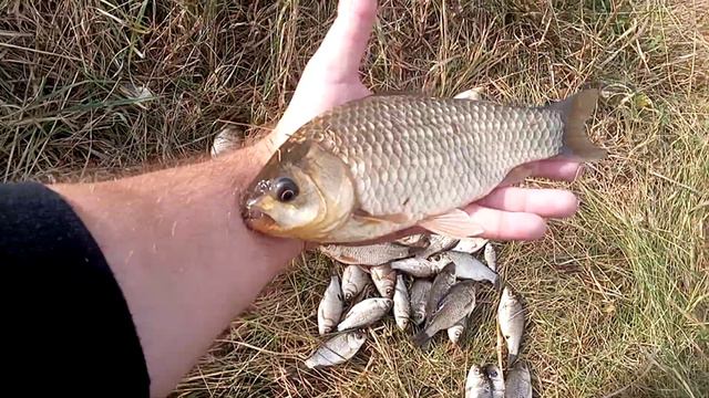 Куча карася за пол часа! Рыбалка на поплавок. Садовый пруд на участке даче своими руками. смотреть онлайн