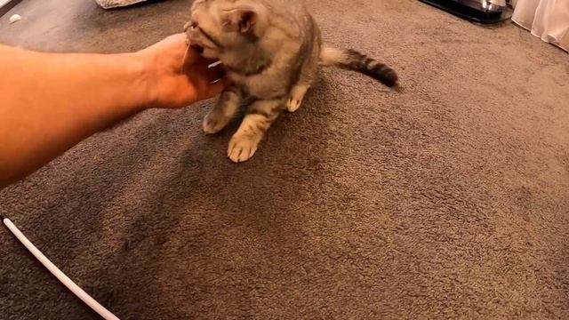 Лайк -позитивный! Продюсеру отказать, накрутками не раскрутишь!?ЛАЗАРЕВСКОЕ и Я смотреть онлайн