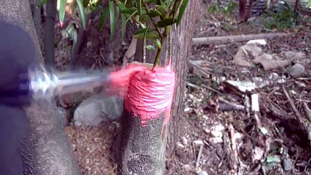 An attempt at the impossible act of grafting a native onto and exotic смотреть онлайн