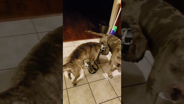 Mating Sheba with a Merle Stud Chaos смотреть онлайн