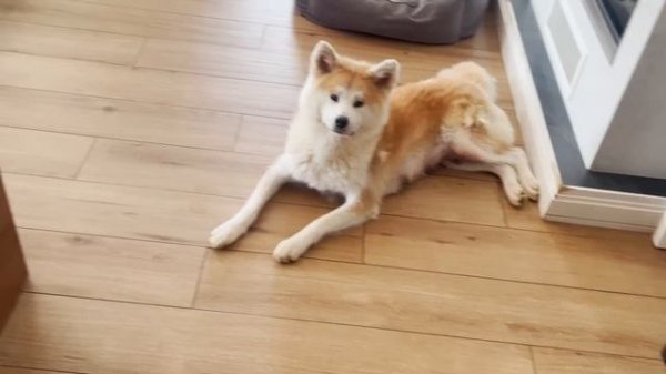 ЖИЗНЬ ALFABULLS. Приезд Були спустя полгода. Готовим Питбуля Джессику к нормативам. Забрали щеночко