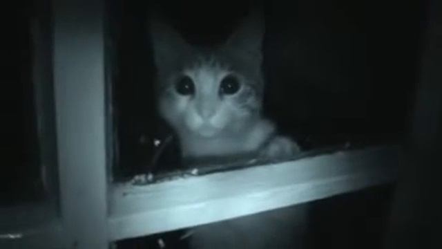 Кот ломится в окно смотреть онлайн
