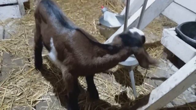 Какая порода коз самая удойная 1 часть смотреть онлайн