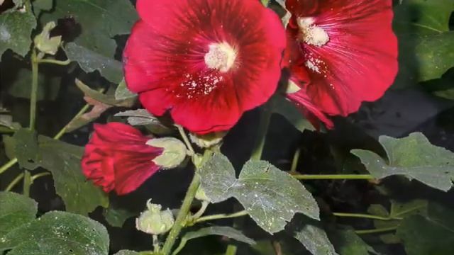 Азбука цветов (А)ПОЛНАЯ ВЕРСИЯ смотреть онлайн