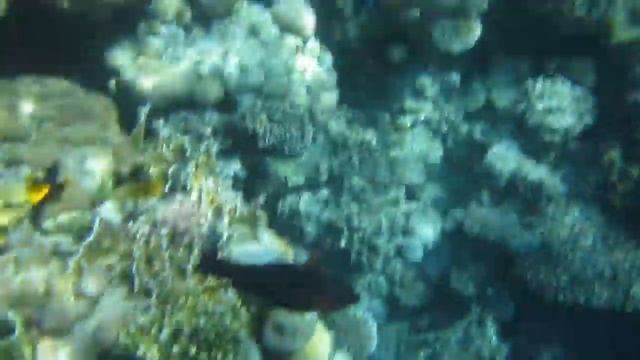 красный ёж смотреть онлайн