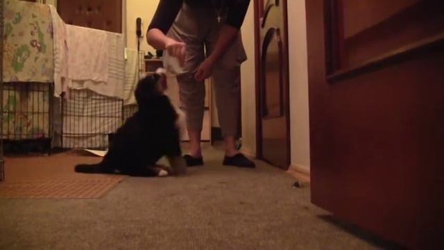 Кобель "Синий". Прогулка перед сном. смотреть онлайн