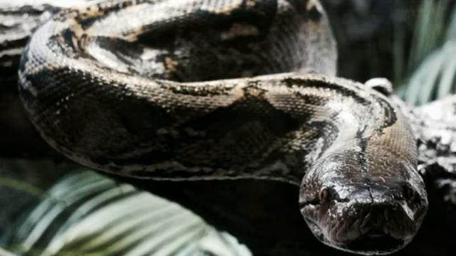 Boa constrictor Facts Interesting Facts about Boa constrictor Facts about Boa constrictor смотреть онлайн