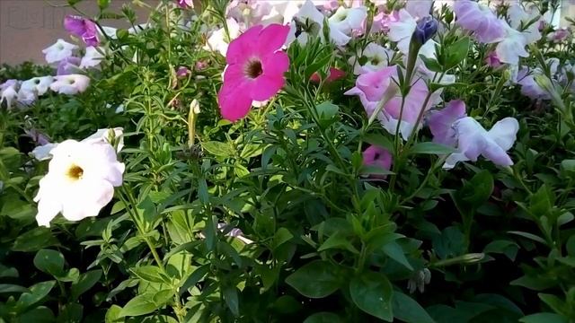 Вальс цветов. смотреть онлайн