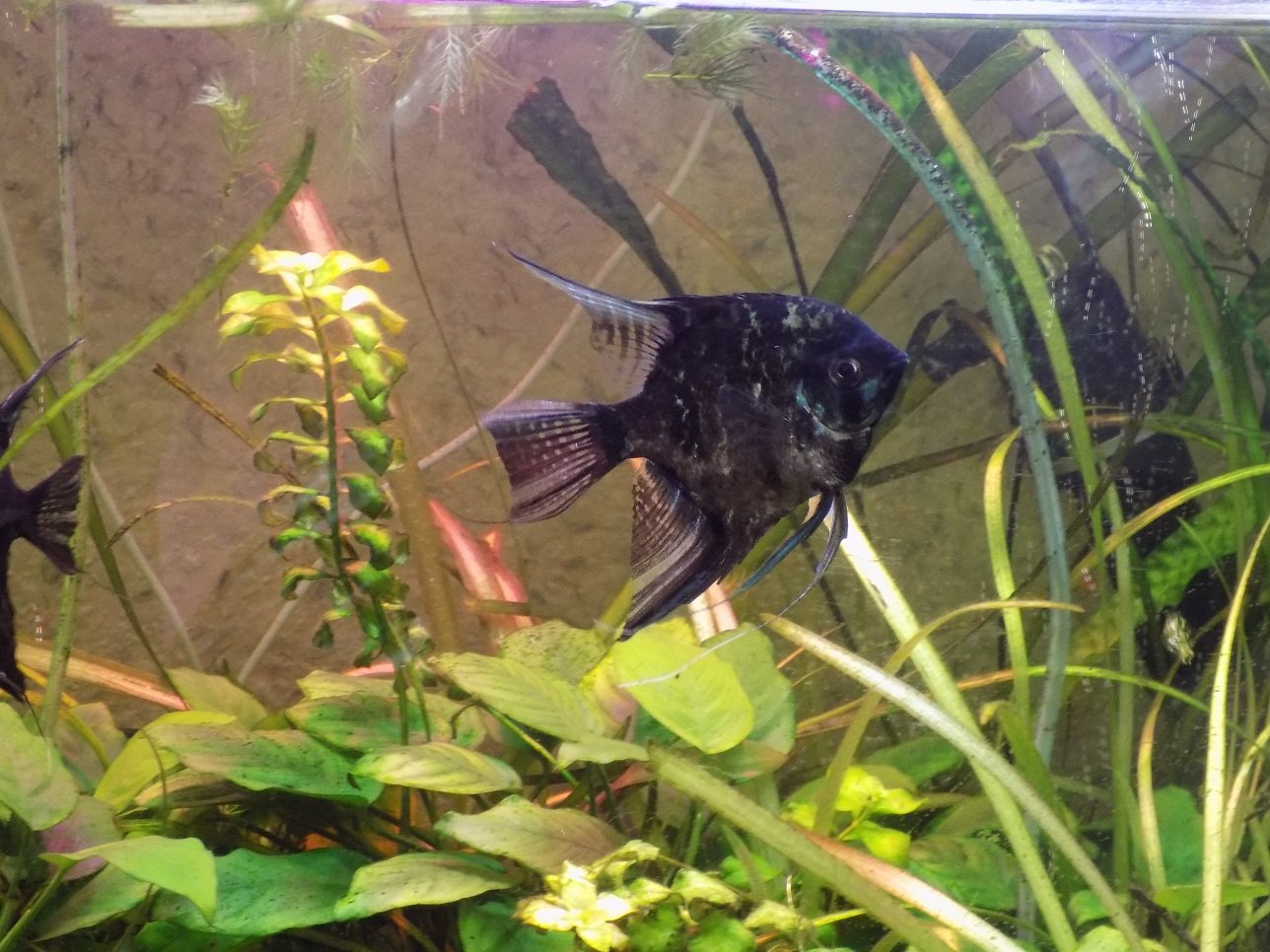 Тестирование сухого осадка с эфиппиями дафний моина смотреть онлайн