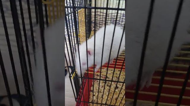 Крыска Крошик #крыса #животные #питомцы #мышь #милое ви