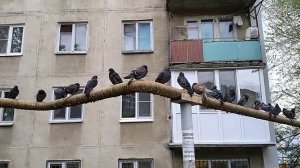 Где ночуют голуби 68 поселка в Саратове.  11. 05. 2021 года