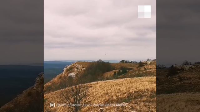Крым: пойманного под Архангельском грифа выпустили на волю в Крыму смотреть онлайн