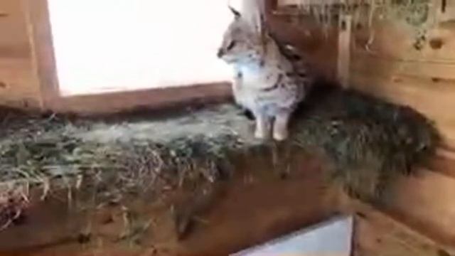 Стрим у сервалов 27.11.2022 смотреть онлайн