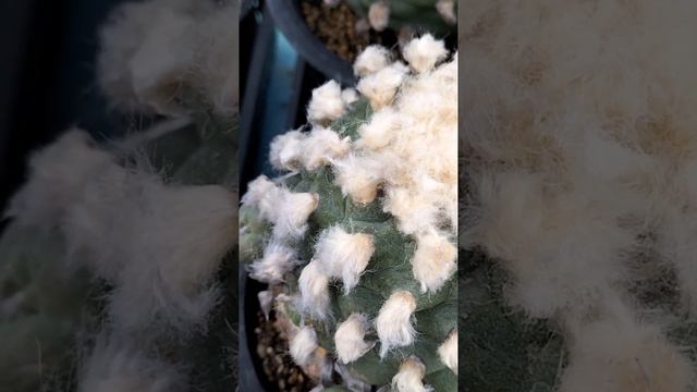 翠冠玉3　Lophophora diffusa　2023 03 18　＃Shorts смотреть онлайн