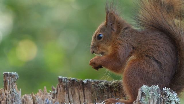 Природа. Живая Природа. Птицы, Белки,Животные. Пение Птиц