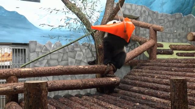 Дин-Дин и Жуи смотреть онлайн