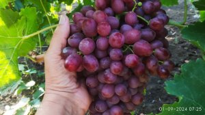 Виноград Алиса в стране чудес и Тимпсон киш миш первого класса безсемянности