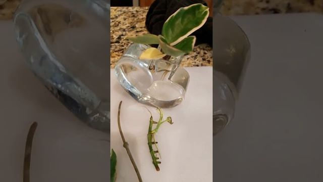 Propagation of Crimson Queen Hoya смотреть онлайн