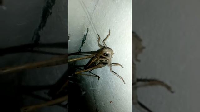 Жуки Саранча огромная смотреть онлайн