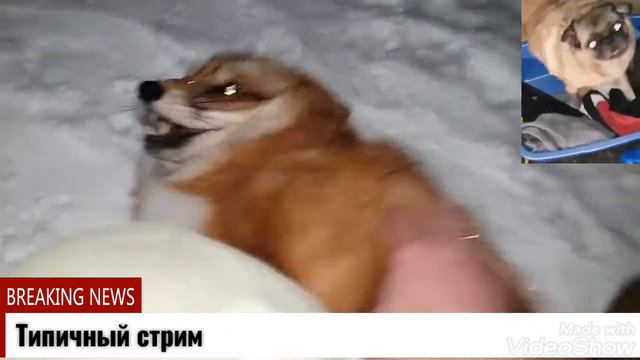 Типичный стрим [АЛИСА ЛИСА & МОПС-ТАНЦОР] смотреть онлайн