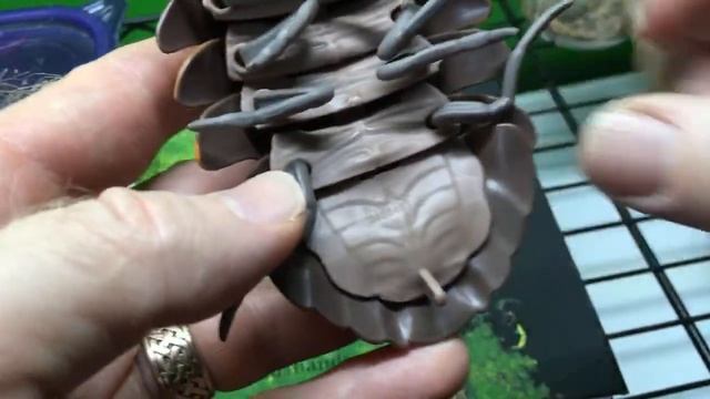 Isopods, Death-Feigning Beetles, and More! смотреть онлайн