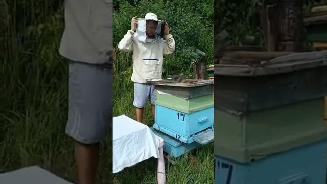 Пасека Лебедевых (Ивановская область).Сбор 2022г. смотреть онлайн