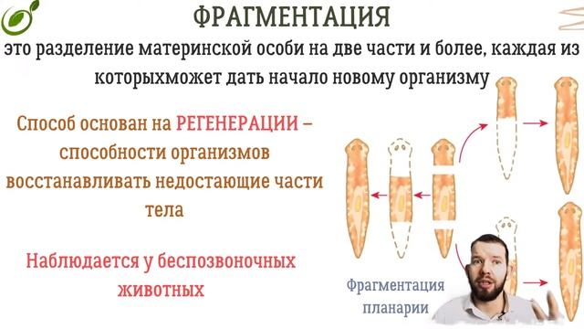 Л.39 | ФОРМЫ РАЗМНОЖЕНИЯ ОРГАНИЗМОВ | ОБЩАЯ БИОЛОГИЯ ЕГЭ смотреть онлайн